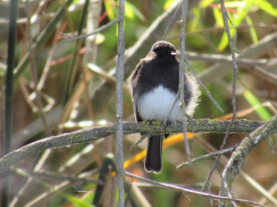 black phoebe