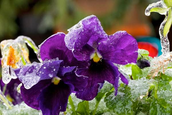 What Happens When An Ice Storm Hits While Flowers Are Still Blooming? Gorgeousness. What Happens When An Ice Storm Hits While Flowers Are Still Blooming? Gorgeousness.