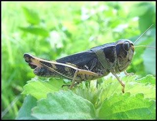 "Grillo, saltamontes"