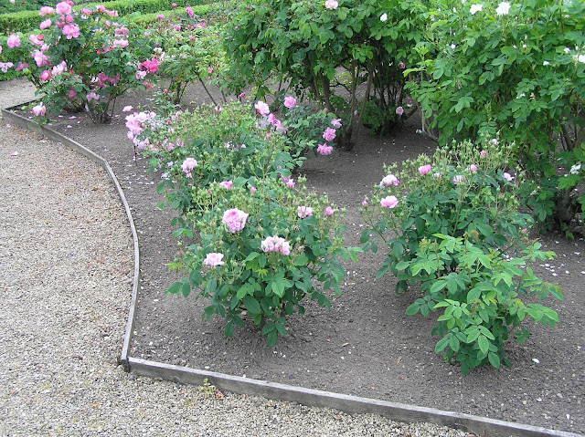Ogród Różany w Loseley Park