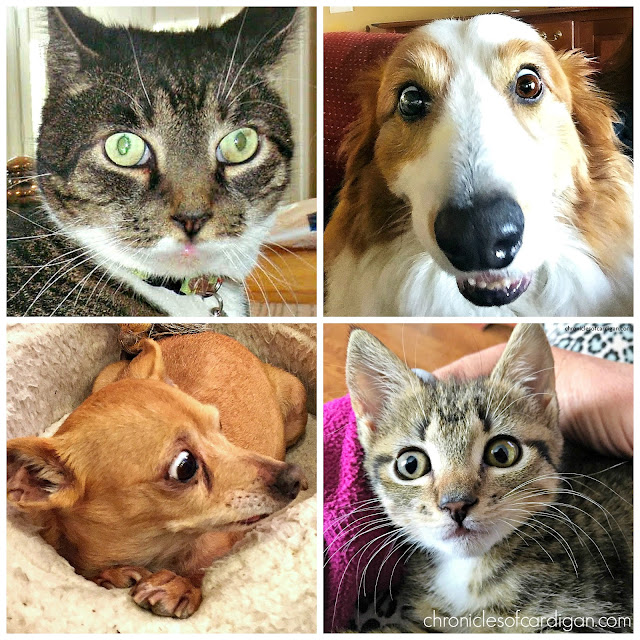 The Chronicles of Cardigan PetSmart Poised to Donate Over 60 Million