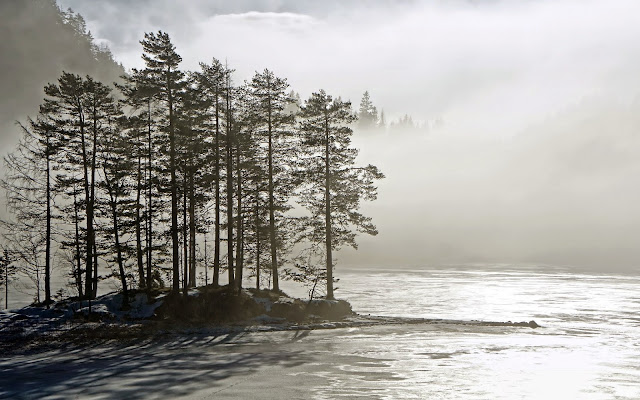 Tree in Water HD Wallpaper Get For Free