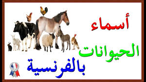 تعلم اللغة الفرنسية أسماء الحيوانات بالفرنسية Les Animaux اعلم
