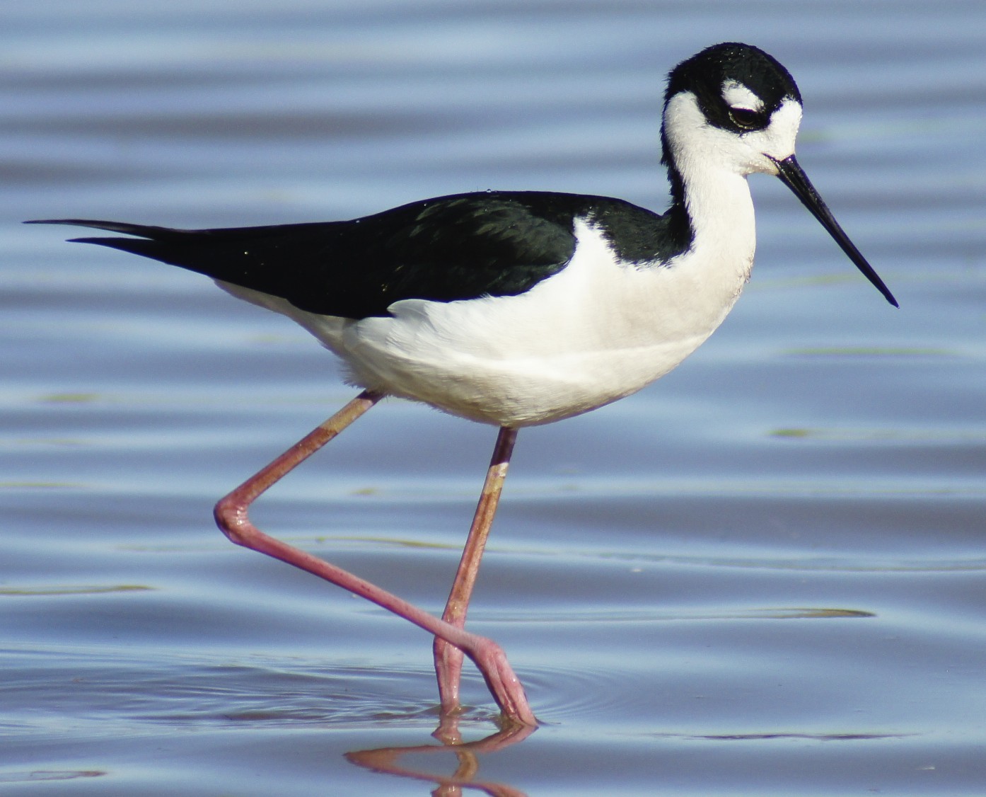 Butler's Birds BlackNecked Stilt