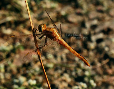 Dragon fly clicked by Isha Trivedi in Khandala "Isha Trivedi"
