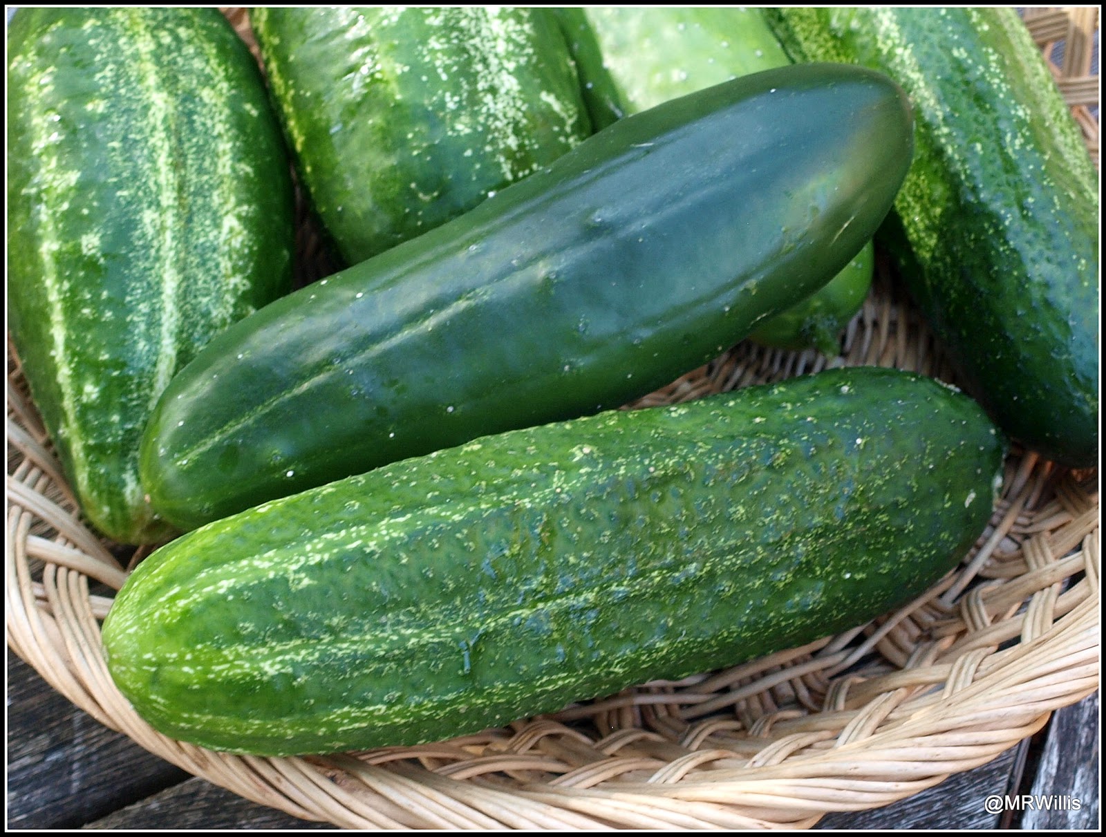 Mark's Veg Plot: End-of-season cucumbers