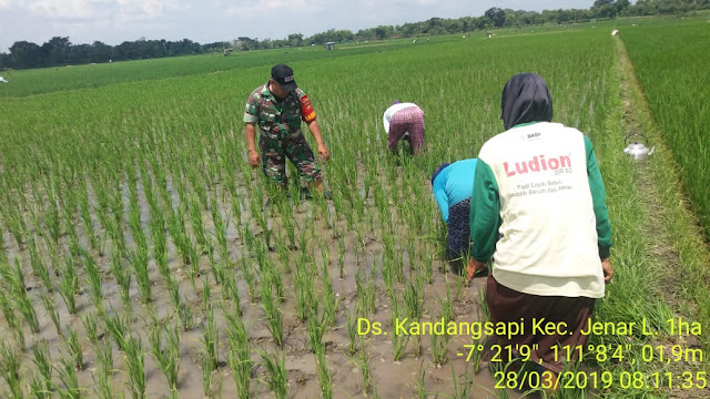 Babinsa Bantu Petani Menyiangi Rumput di Sawah