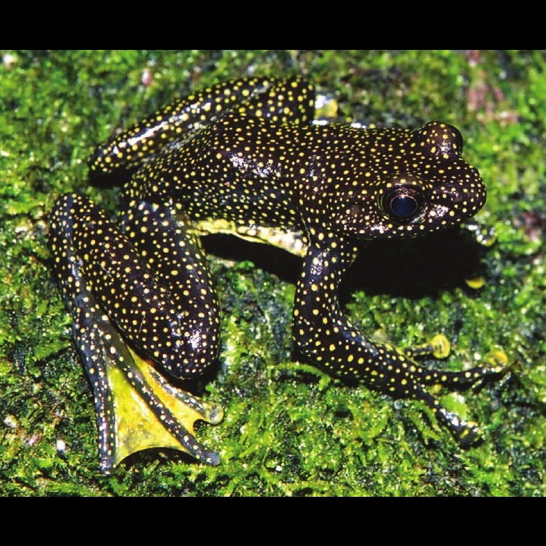 Species New to Science [Herpetology • 2007] Amolops caelumnoctis • A