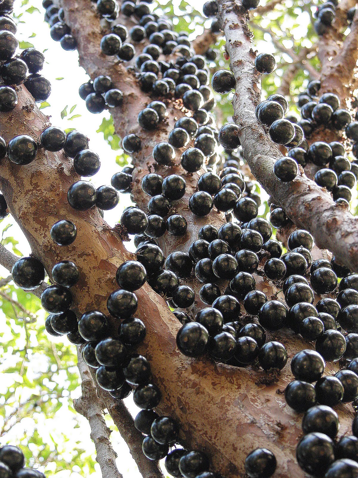 Naturaleza Viva Jabuticaba o Jaboticaba (Myrciaria cauliflora)