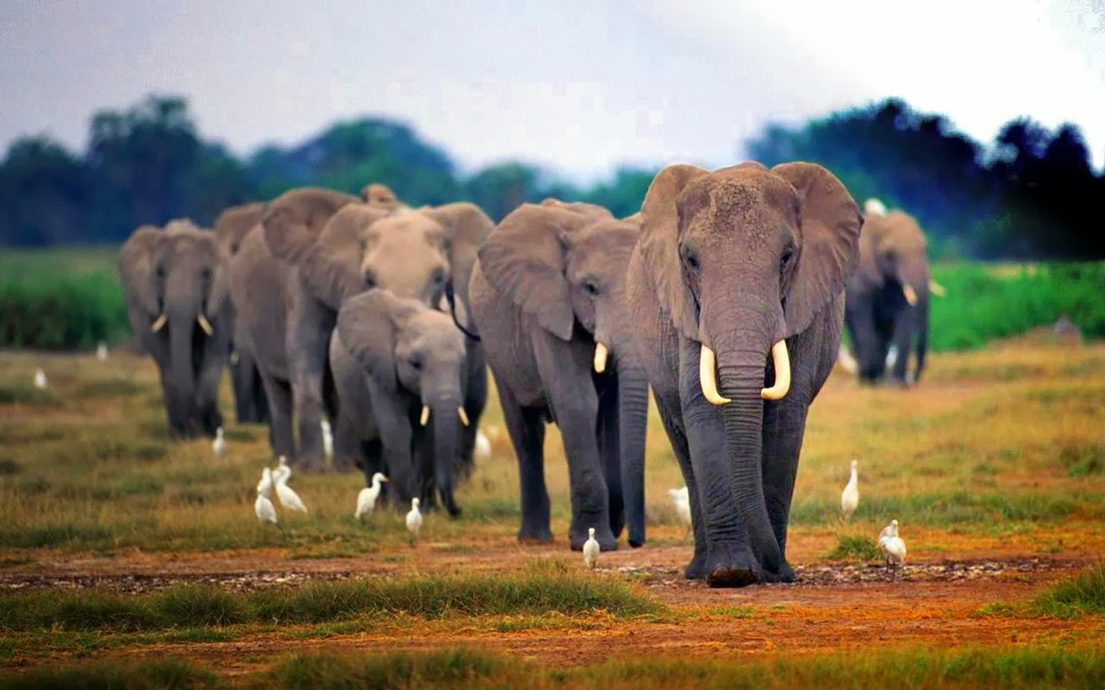 AFRICAN ELEPHANTS HD WALLPAPERS | FREE HD WALLPAPERS
