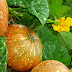 DE CALABAZAS A VICTORIAS