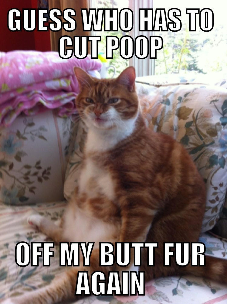 To Cut Poop International See