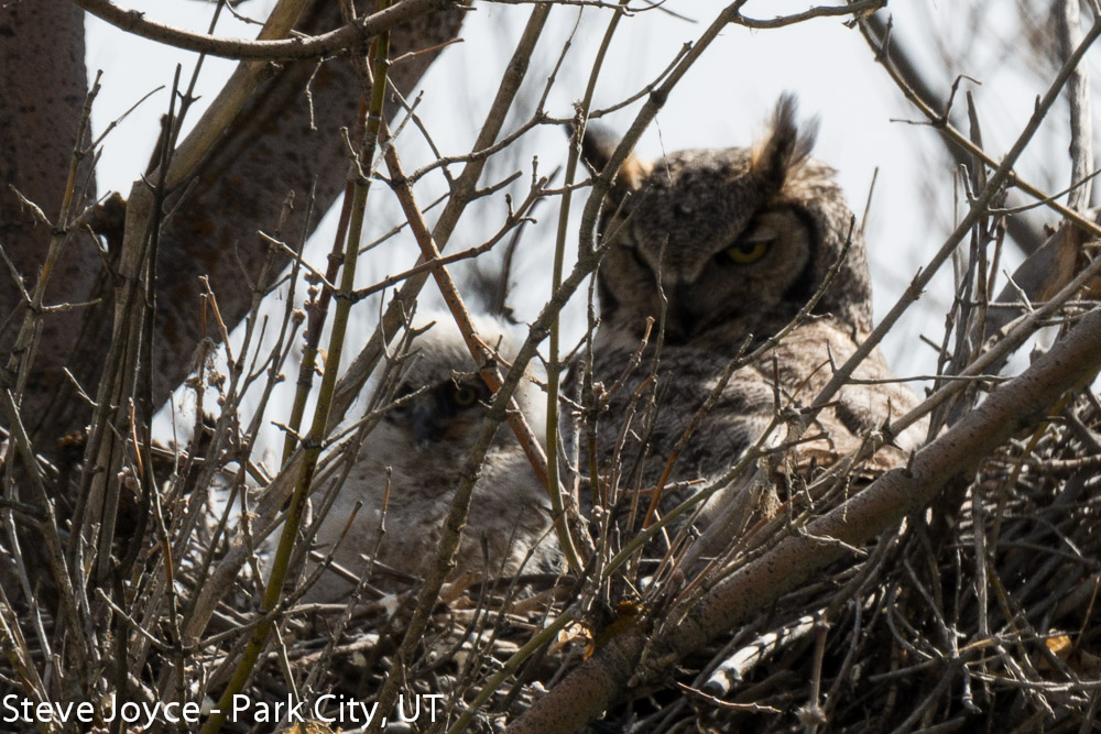 Steve Joyce's BLOG: Raptor Nesting - Trip 3