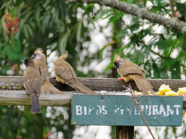 Bird restaurant at Bushara Island Camp on Lake Bunyonyi in Uganda