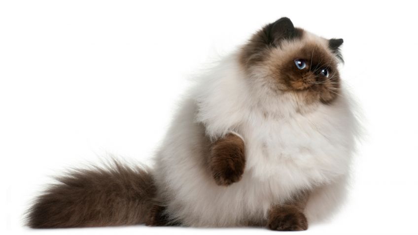 gato-himalayo-cuidados-especiales