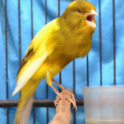 burung kenari mental bagus gambar kenari mental bagus