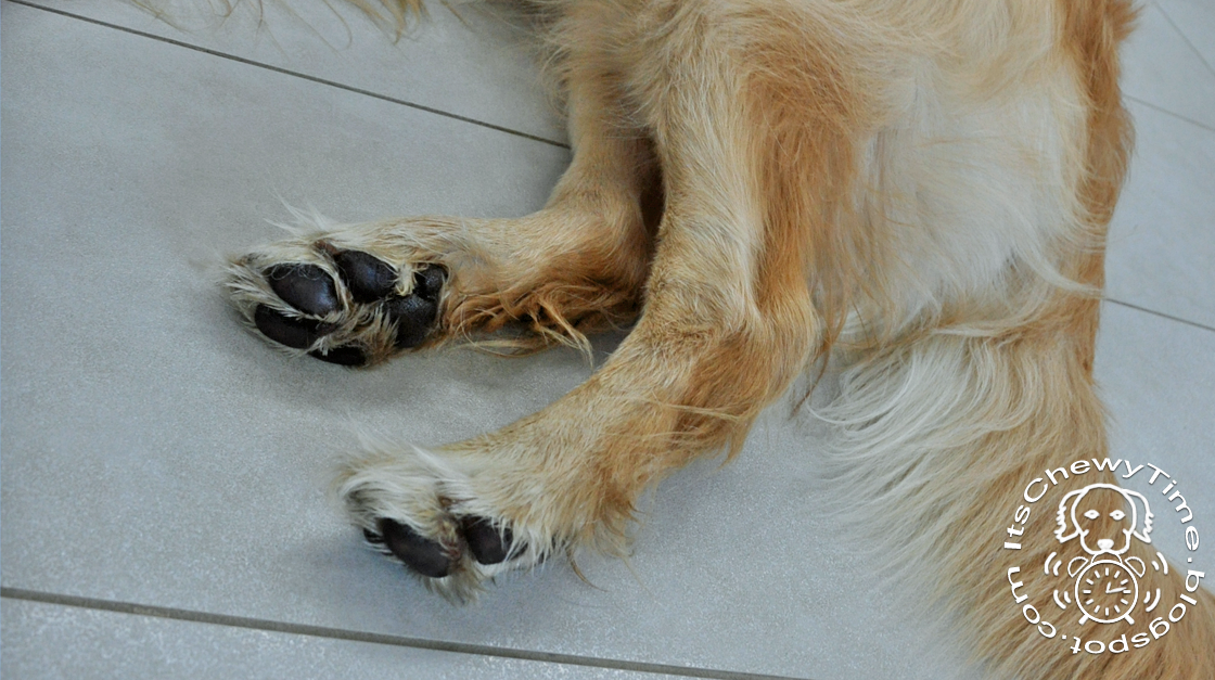 It's Chewy Time! Caring for Dry Paw Pads
