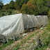 1.8 ton of cannabis sativa seized in Gjirokastra, 4 arrested