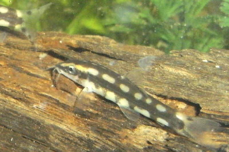 Gambar Dwarf Loaches ( Ikan Botia Kerdil ) - Teman Ikan Guppy