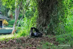 gorilla kebun binatang ragunan jakarta