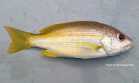 Yellowfin Snapper