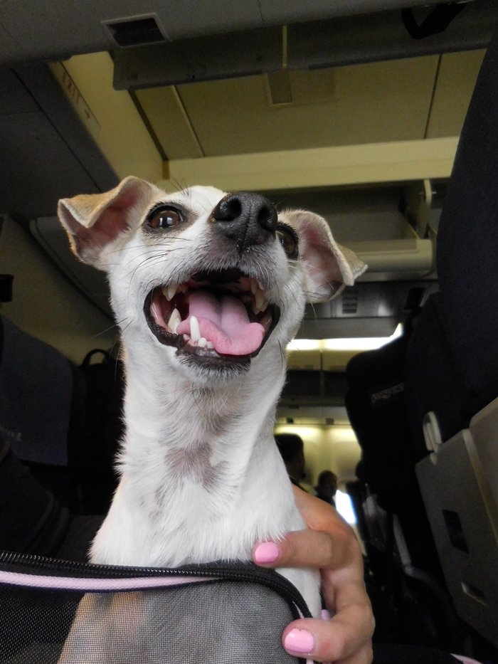 Dog InCabin on United Airlines International Flight Review — HAPPYHAZEL