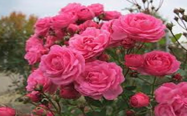 গুরুত্বপূর্ণ ৫ টি বিষয়ে গোলাপের ব্যবহার।The use of rose 5 is important.