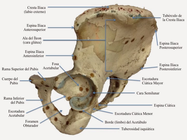 Fcm Unah Anatomía Macroscópica Sistema Óseo De La Pelvis