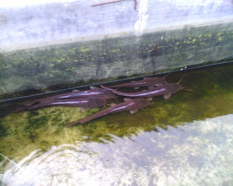 Memilih Induk Ikan Lele yang Baik urutan pemijahan lele secara alami