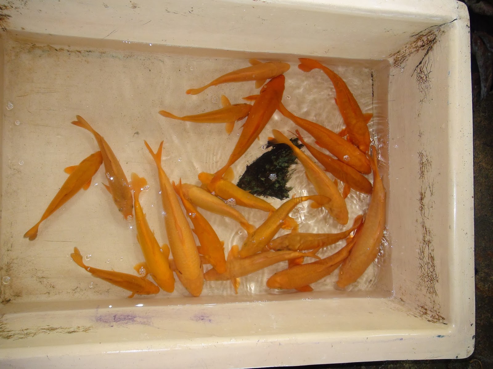 Malaysia Japanese Koi Farm (MrKoi Farm) Koi For Sale