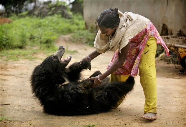 This cute sloth bear plays with family like a dog (4 pics) | Amazing
