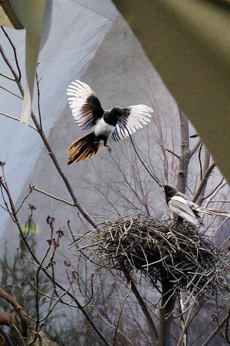 Skator på Biologiska museet, Djurgården Stockholm. Foto av Alicia Sivertsson.
