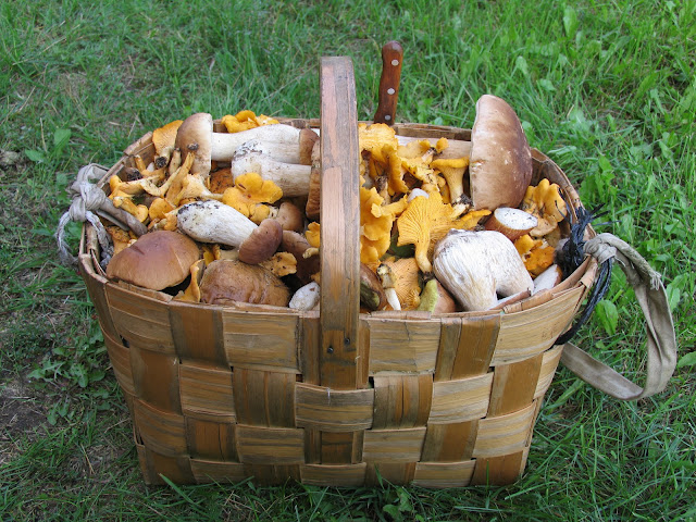 Wild mushroom foraging tours in Lithuania