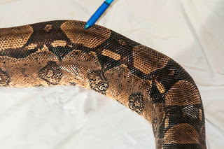 Pacific Science Center Life Sciences: Our Snake with an Ache