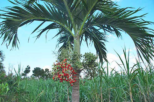 Christmas Palm tree