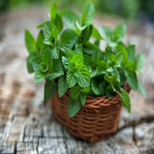 فوائد كبسولات زيت النعناع للقولون والمعدة عامة peppermint oil capsules