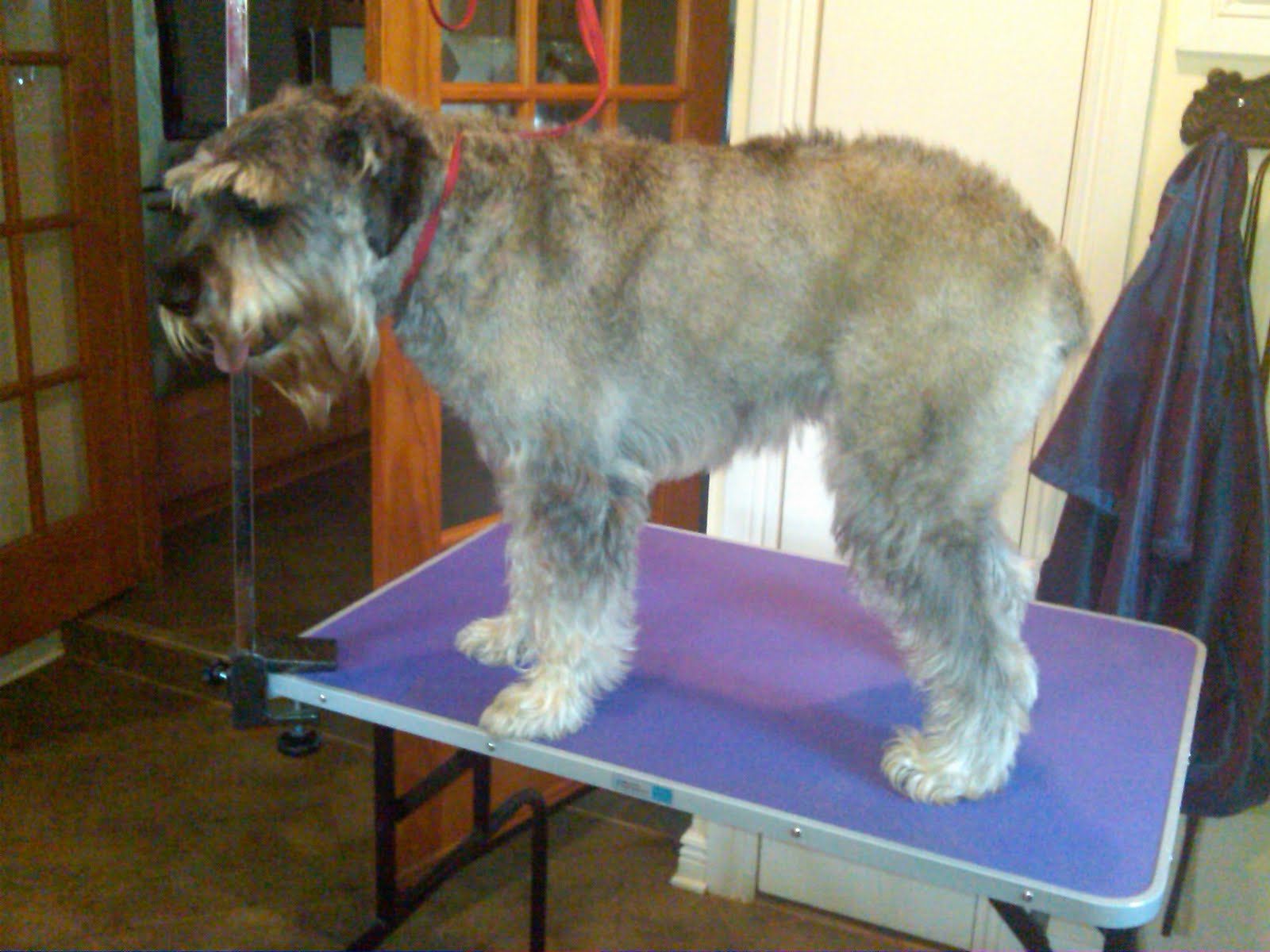 Standard Schnauzers in Virginia Zoe is ready to be groomed!