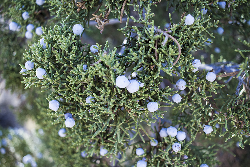 Juniper bush at Joshua Tree juniper bush, desert plants