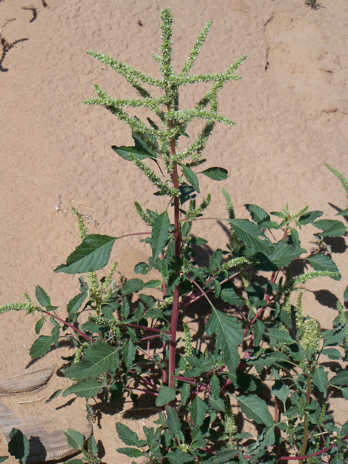 Tumbleweed Crossing: Ragweed