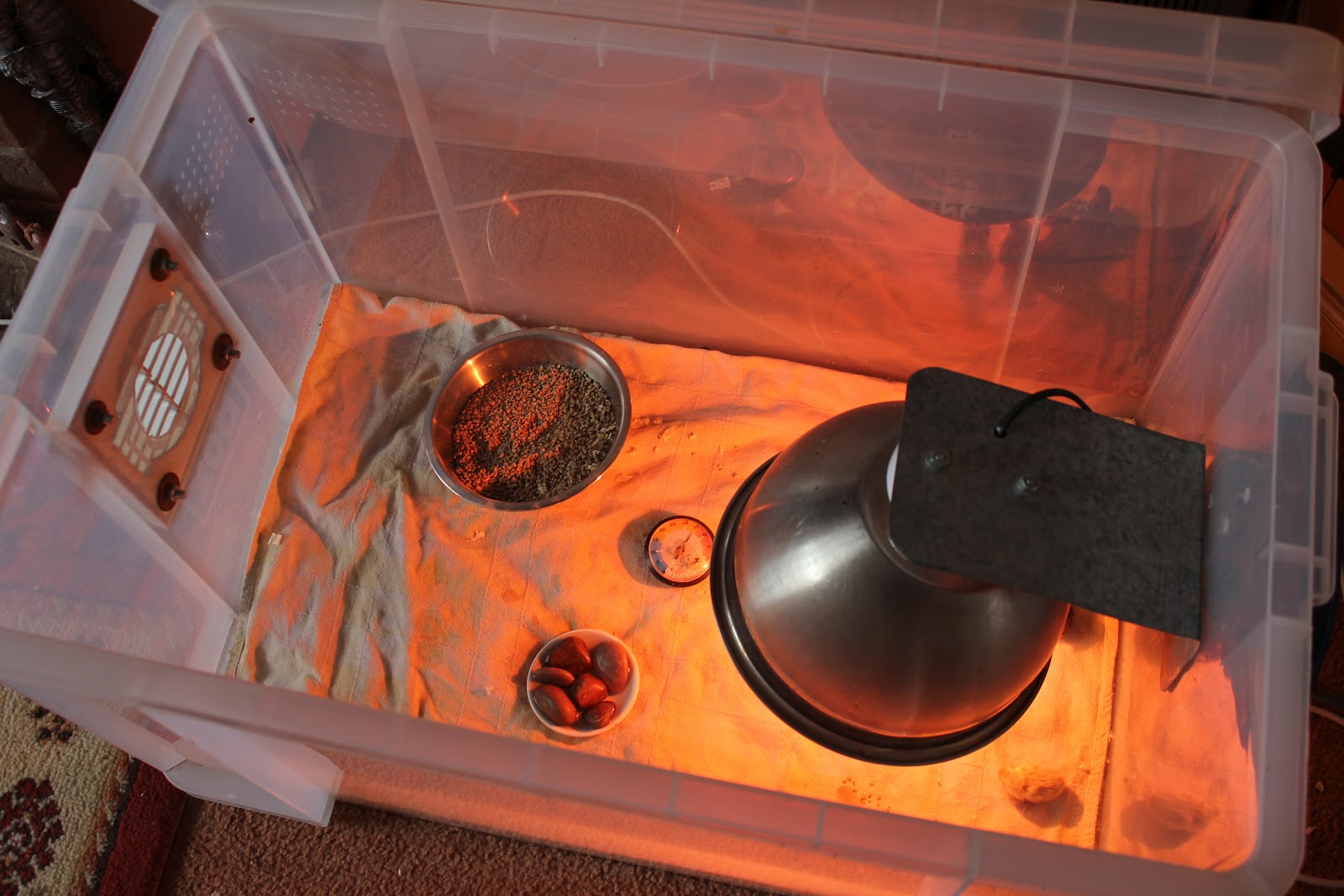 brooder quails chicks setting weeks incubation development during