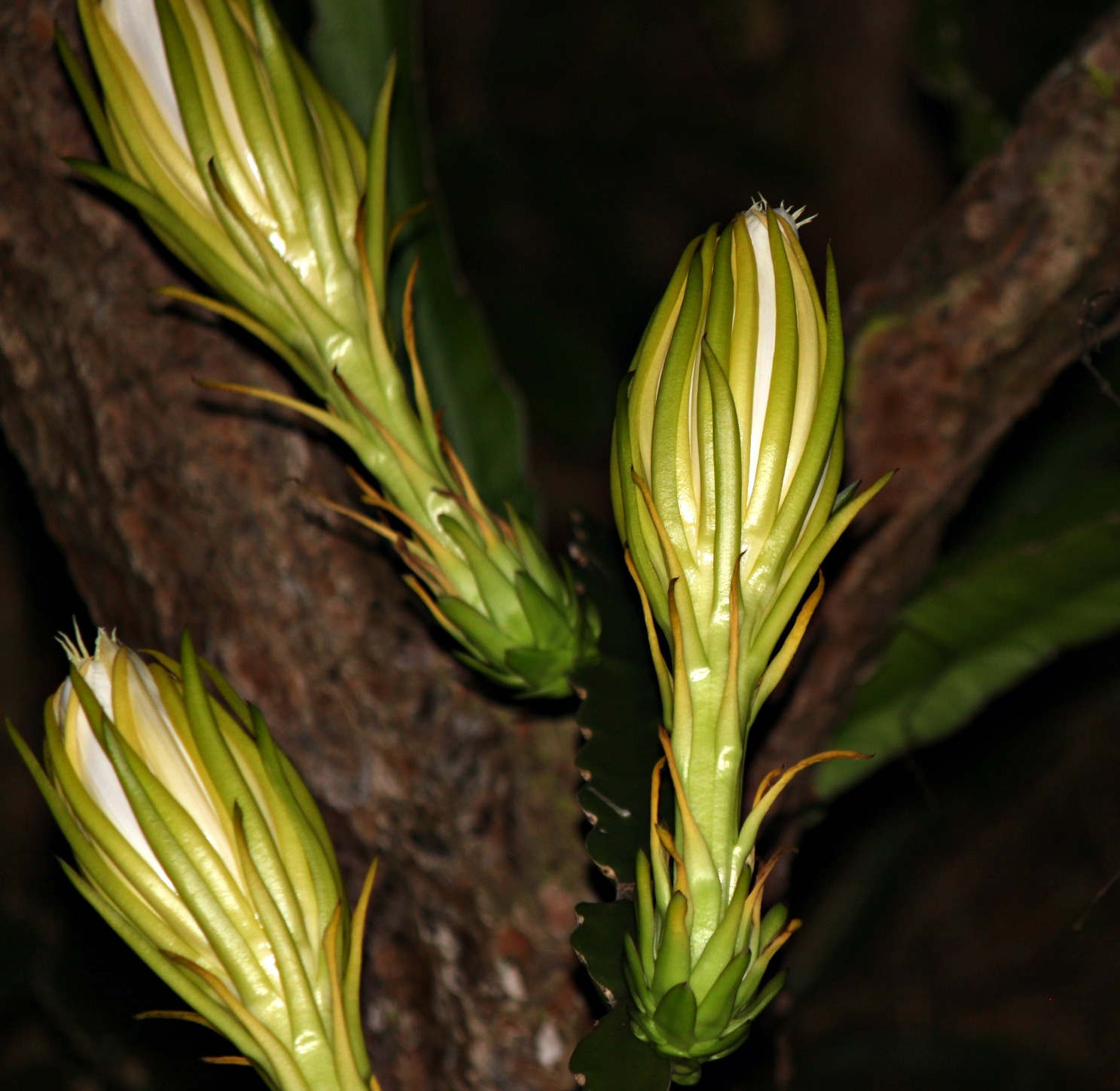 MadSnapper Night Blooming Cactus in Stages
