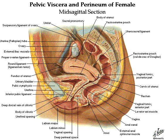 Fisting Hints Vaginal 105