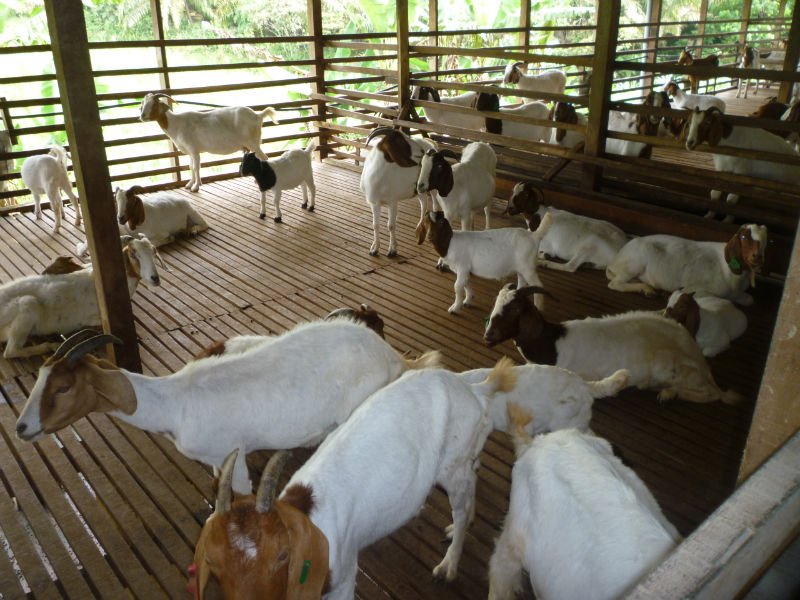 Chăn nuôi dê cừu quy mô trang trại  Trại Dê Giống Ninh Thuận