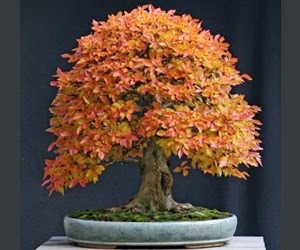 <img src="bonsai17.jpg" alt="foto bonsai">