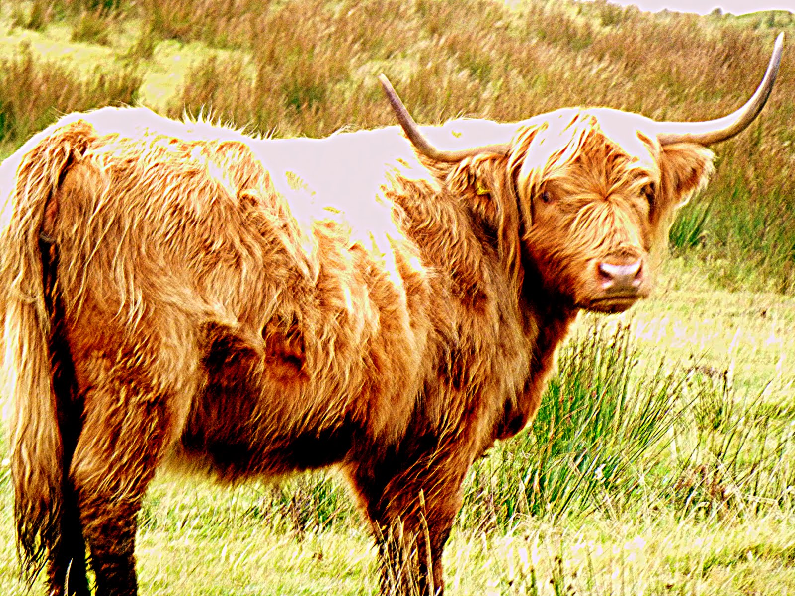 Waving from Holland: Scotland Highlands: Hairy Cows!