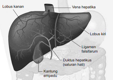 Fungsi Hati bagi Tubuh Manusia Fungsi Hati bagi Tubuh Manusia