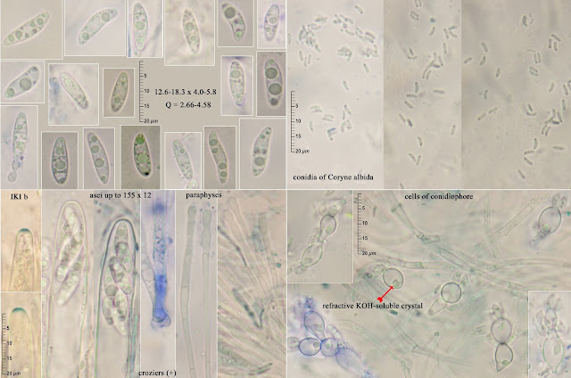 Ascocoryne solitaria