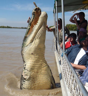 Fotógrafo surpreendido por crocodilo de quatro metros 