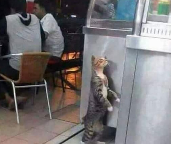 Nanti Nak Buang Kucing Tu, Ganggu Pelanggan Aku Je Nak Makan! - Kisah Wanita Aniaya Kucing Akhirnya Terima Padah Nanti Nak Buang Kucing Tu, Ganggu Pelanggan Aku Je Nak Makan! - Kisah Wanita Aniaya Kucing Akhirnya Terima Padah