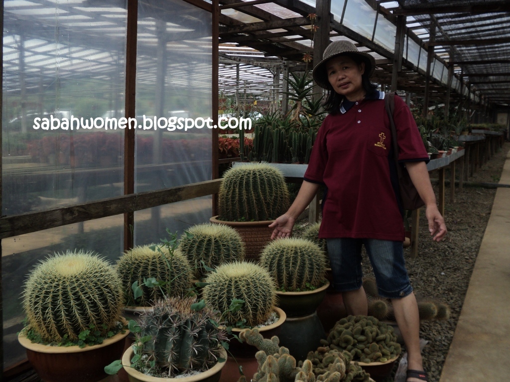 Flower Nursery at JS Nursery, Kundasang Sumandak Kinabalu Little Corner